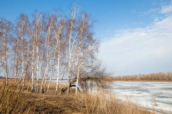 Bahar River, buz Nehri üzerinde. çıplak ağaçlar ve mavi gökyüzünde güzel bulutlar güzel bahar manzara nehir buz ile erimiş