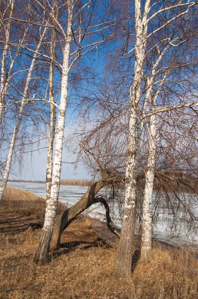 Bahar River, buz Nehri üzerinde. çıplak ağaçlar ve mavi gökyüzünde güzel bulutlar güzel bahar manzara nehir buz ile erimiş