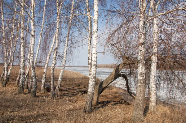 Bahar River, buz Nehri üzerinde. çıplak ağaçlar ve mavi gökyüzünde güzel bulutlar güzel bahar manzara nehir buz ile erimiş