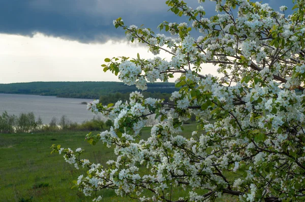 Bahar elma çiçeği Nehri günbatımı. Sunset Bulvarında bir çayır çiçek açan ağaçlar bahar manzara ile. 