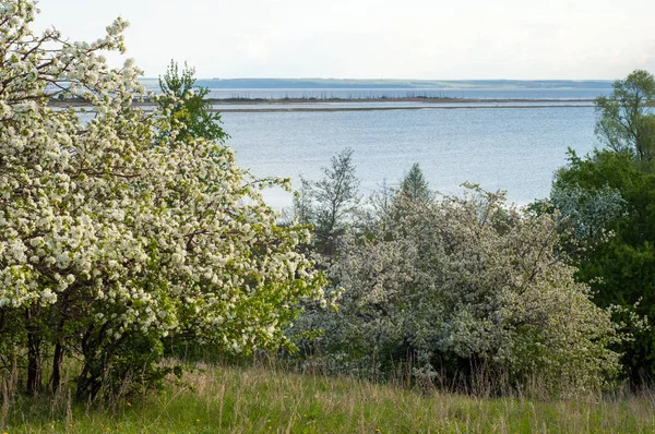 Bahar elma çiçeği Nehri günbatımı. Sunset Bulvarında bir çayır çiçek açan ağaçlar bahar manzara ile. 