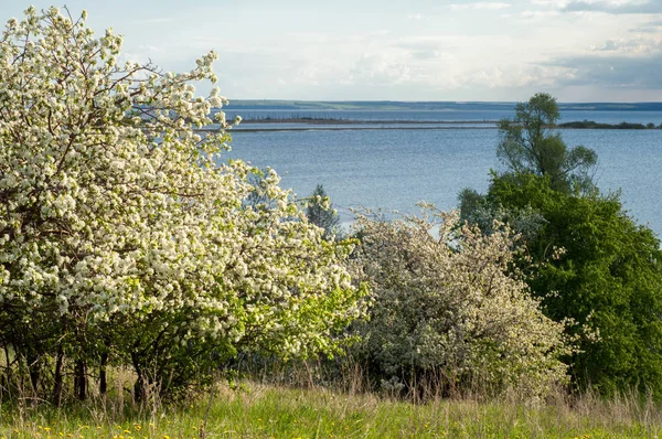 Bahar elma çiçeği Nehri günbatımı. Sunset Bulvarında bir çayır çiçek açan ağaçlar bahar manzara ile. 