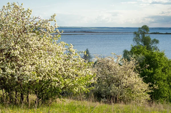 Bahar elma çiçeği Nehri günbatımı. Sunset Bulvarında bir çayır çiçek açan ağaçlar bahar manzara ile. 