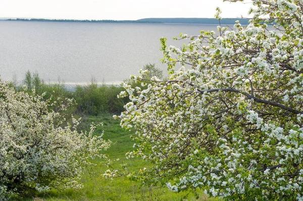 Весняне Яблуко Зацвітає Захід Сонця Захід Сонця Лузі Квітучими Деревами — стокове фото