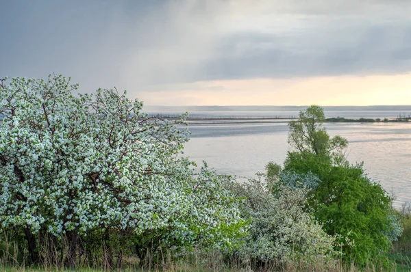 Bahar elma çiçeği Nehri günbatımı. Sunset Bulvarında bir çayır çiçek açan ağaçlar bahar manzara ile. 