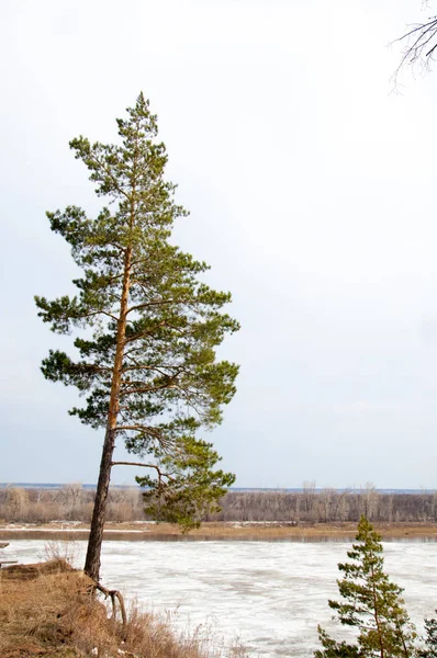 Bahar River, buz Nehri üzerinde. çıplak ağaçlar ve mavi gökyüzünde güzel bulutlar güzel bahar manzara nehir buz ile erimiş