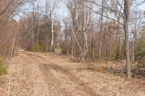 Bahar köy yolunda ormanda. 