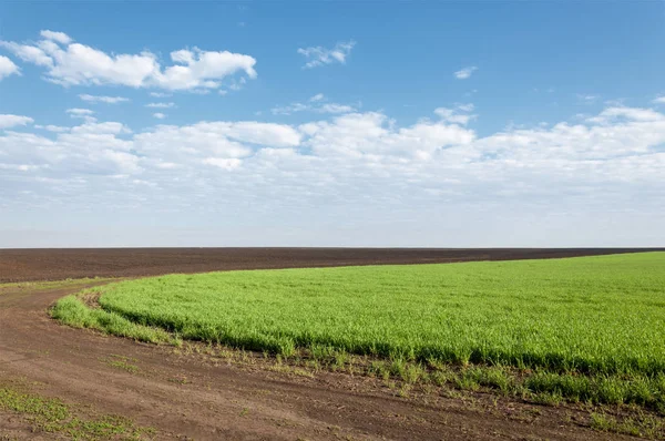 Kış fidan sahada. çim sahada. Bahar, kış yeşil dönüm buğday. Tarım arka planını yeşil fide satır içeren bir alan. Genç kış buğday alanında