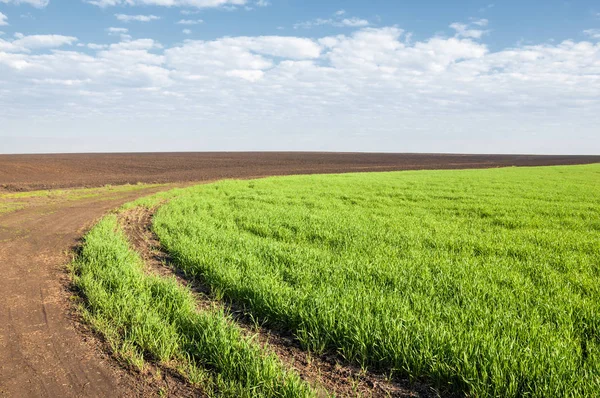 Kış fidan sahada. çim sahada. Bahar, kış yeşil dönüm buğday. Tarım arka planını yeşil fide satır içeren bir alan. Genç kış buğday alanında