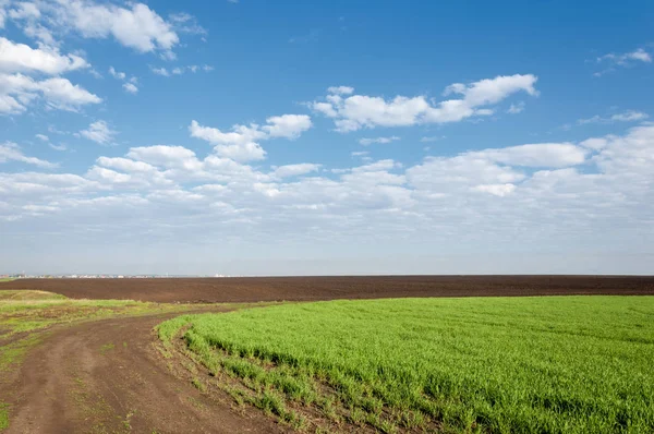 Kış fidan sahada. çim sahada. Bahar, kış yeşil dönüm buğday. Tarım arka planını yeşil fide satır içeren bir alan. Genç kış buğday alanında