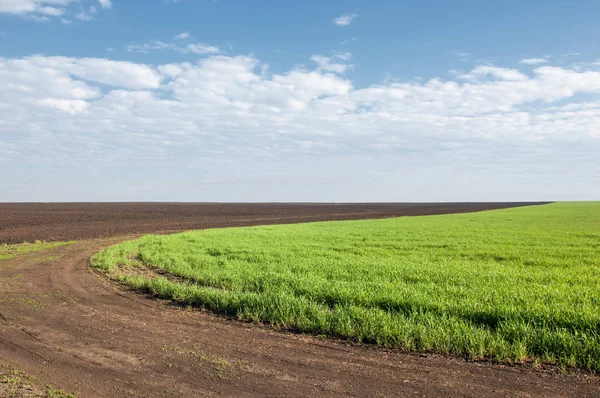 Kış fidan sahada. çim sahada. Bahar, kış yeşil dönüm buğday. Tarım arka planını yeşil fide satır içeren bir alan. Genç kış buğday alanında