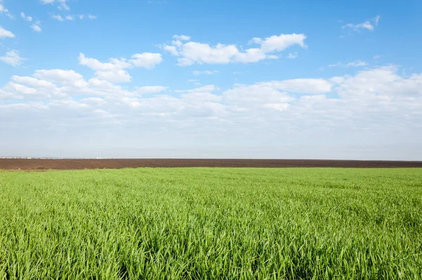 Kış fidan sahada. çim sahada. Bahar, kış yeşil dönüm buğday. Tarım arka planını yeşil fide satır içeren bir alan. Genç kış buğday alanında