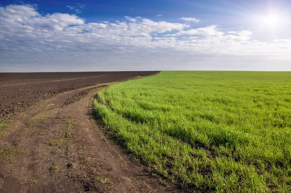 Kış fidan sahada. çim sahada. Bahar, kış yeşil dönüm buğday. Tarım arka planını yeşil fide satır içeren bir alan. Genç kış buğday alanında