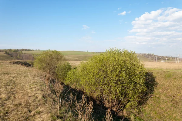 Dağ geçidi ağaç bahar. Toprak erozyonu bahar sezonu. Bahar güneşli bir dağ geçidi boyunca ağaçlar