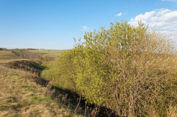Dağ geçidi ağaç bahar. Toprak erozyonu bahar sezonu. Bahar güneşli bir dağ geçidi boyunca ağaçlar