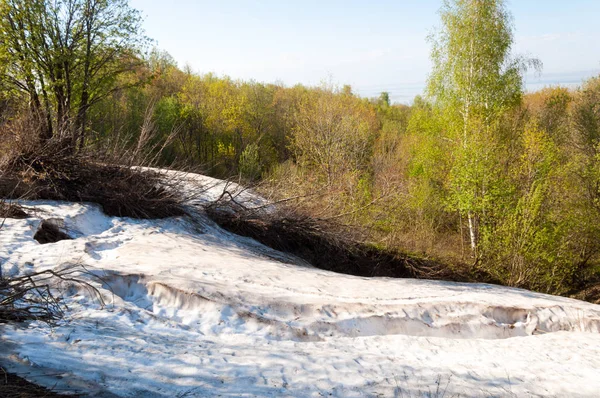 Última Neve Árvores Verdes Uma Encosta Floresta Verde Primavera Com — Fotografia de Stock