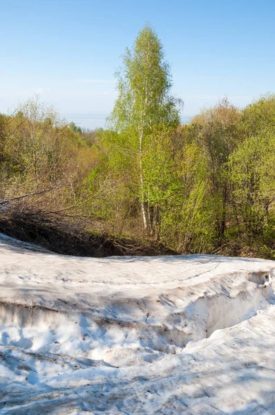 Son kar, yeşil ağaçlar. Bir orman hillside bahar yeşil kar son parça. Yeşil bahar kayın ormanı tepe üzerinde son karda. Nisan hava.
