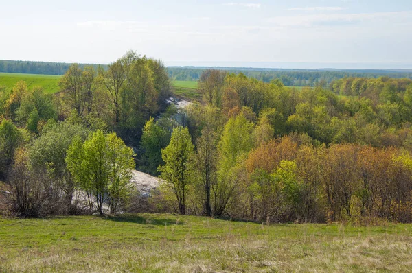 Son kar, yeşil ağaçlar. Bir orman hillside bahar yeşil kar son parça. Yeşil bahar kayın ormanı tepe üzerinde son karda. Nisan hava.