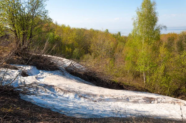 Son kar, yeşil ağaçlar. Bir orman hillside bahar yeşil kar son parça. Yeşil bahar kayın ormanı tepe üzerinde son karda. Nisan hava.