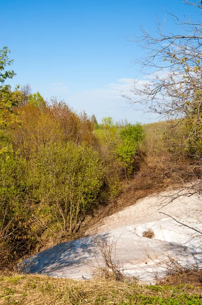Son kar, yeşil ağaçlar. Bir orman hillside bahar yeşil kar son parça. Yeşil bahar kayın ormanı tepe üzerinde son karda. Nisan hava.