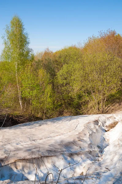Son kar, yeşil ağaçlar. Bir orman hillside bahar yeşil kar son parça. Yeşil bahar kayın ormanı tepe üzerinde son karda. Nisan hava.