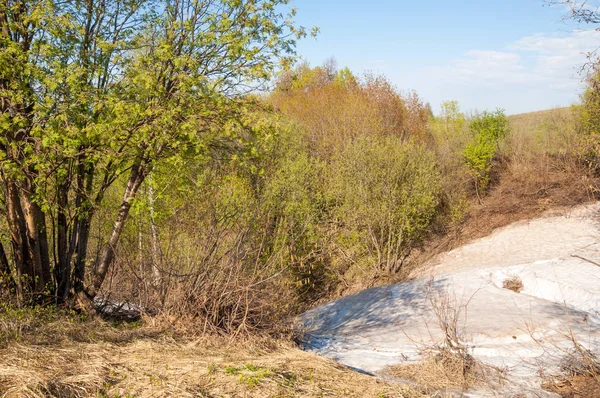 Son kar, yeşil ağaçlar. Bir orman hillside bahar yeşil kar son parça. Yeşil bahar kayın ormanı tepe üzerinde son karda. Nisan hava.