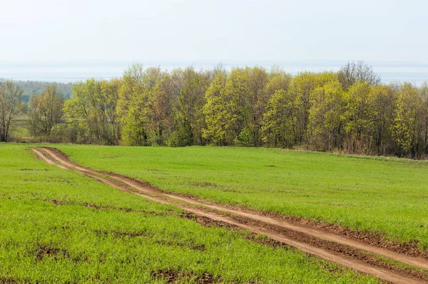 Bahar günü ülkede yol. Köy yolunda bahar günü ormanında. Köy yolunda yaz, yeşil alan ve mavi temiz gökyüzü arasında. Doğa kavramsal görüntü.