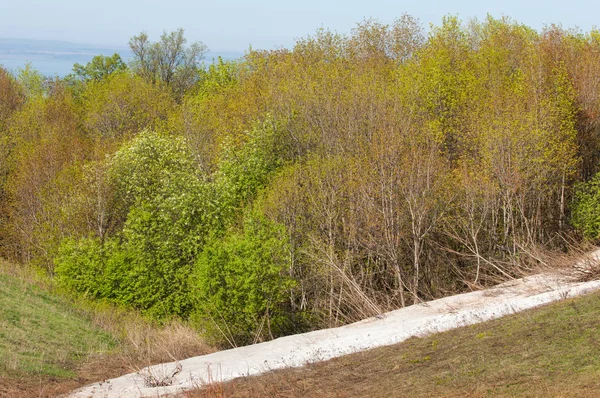 Son kar, yeşil ağaçlar. Bir orman hillside bahar yeşil kar son parça. Yeşil bahar kayın ormanı tepe üzerinde son karda. Nisan hava.