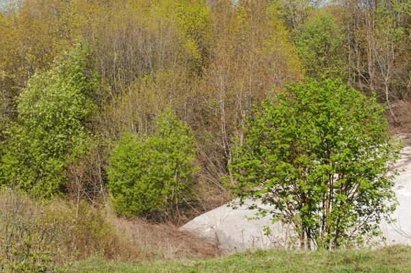 Son kar, yeşil ağaçlar. Bir orman hillside bahar yeşil kar son parça. Yeşil bahar kayın ormanı tepe üzerinde son karda. Nisan hava.