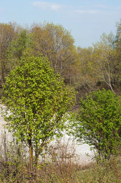 Son kar, yeşil ağaçlar. Bir orman hillside bahar yeşil kar son parça. Yeşil bahar kayın ormanı tepe üzerinde son karda. Nisan hava.