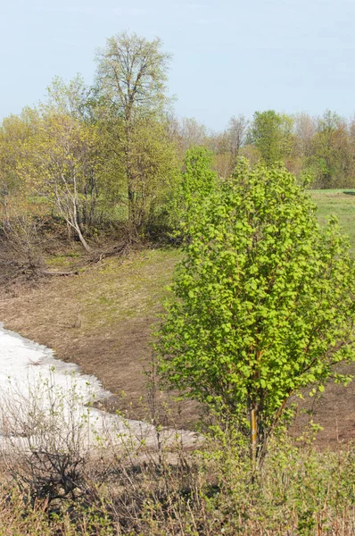 Son kar, yeşil ağaçlar. Bir orman hillside bahar yeşil kar son parça. Yeşil bahar kayın ormanı tepe üzerinde son karda. Nisan hava.