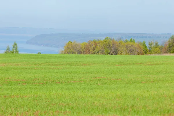 Bahar, büyük bir nehir, renkli ağaçlar. Nehir kenarında yumuşak sabah şafak ışığı içinde filizlenen büyük ağaç. Sakin nehir düşük dağlara akan