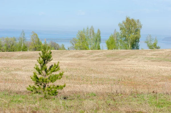 Bahar, büyük bir nehir, renkli ağaçlar. Nehir kenarında yumuşak sabah şafak ışığı içinde filizlenen büyük ağaç. Sakin nehir düşük dağlara akan