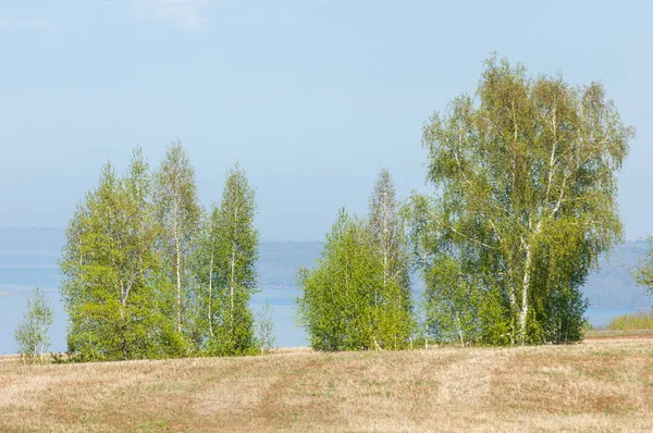 Bahar, büyük bir nehir, renkli ağaçlar. Nehir kenarında yumuşak sabah şafak ışığı içinde filizlenen büyük ağaç. Sakin nehir düşük dağlara akan