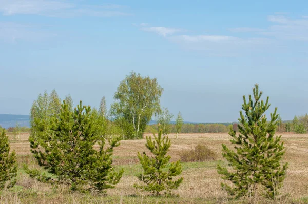 Bahar, büyük bir nehir, renkli ağaçlar. Nehir kenarında yumuşak sabah şafak ışığı içinde filizlenen büyük ağaç. Sakin nehir düşük dağlara akan