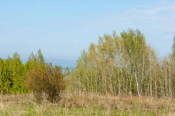 Bahar, büyük bir nehir, renkli ağaçlar. Nehir kenarında yumuşak sabah şafak ışığı içinde filizlenen büyük ağaç. Sakin nehir düşük dağlara akan
