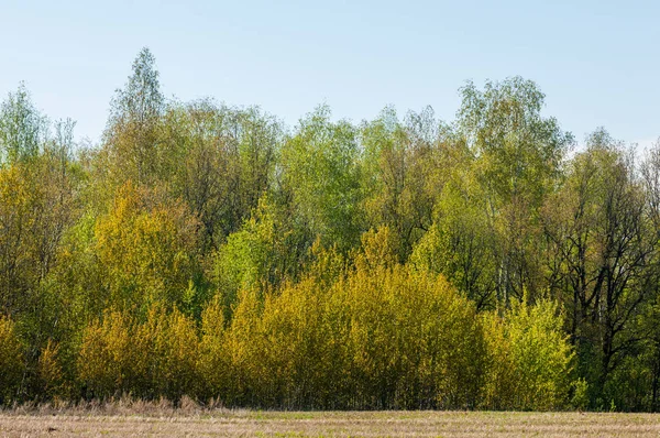 Bahar, büyük bir nehir, renkli ağaçlar. Nehir kenarında yumuşak sabah şafak ışığı içinde filizlenen büyük ağaç. Sakin nehir düşük dağlara akan