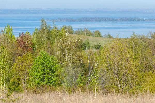 Bahar, büyük bir nehir, renkli ağaçlar. Nehir kenarında yumuşak sabah şafak ışığı içinde filizlenen büyük ağaç. Sakin nehir düşük dağlara akan