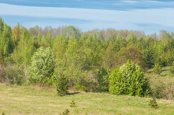 Bahar, büyük bir nehir, renkli ağaçlar. Nehir kenarında yumuşak sabah şafak ışığı içinde filizlenen büyük ağaç. Sakin nehir düşük dağlara akan