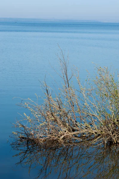 Bahar, büyük bir nehir, renkli ağaçlar. Nehir kenarında yumuşak sabah şafak ışığı içinde filizlenen büyük ağaç. Sakin nehir düşük dağlara akan
