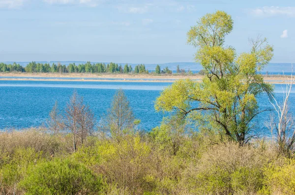 Spring Large River Colorful Trees Large Tree Budding River Soft — Stock Photo, Image