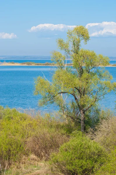 Bahar, büyük bir nehir, renkli ağaçlar. Nehir kenarında yumuşak sabah şafak ışığı içinde filizlenen büyük ağaç. Sakin nehir düşük dağlara akan