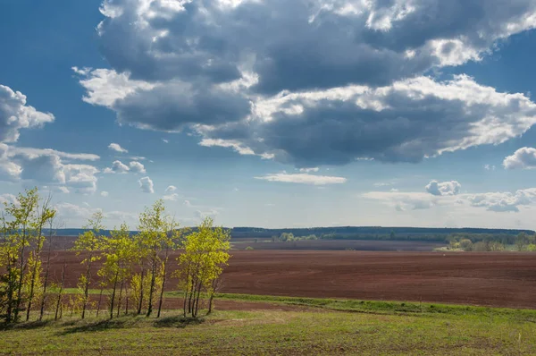 Alan sürülmüş, ekilen hububat. Bahar günü sürülmüş alana. Siyah toprak sürülmüş alan. Mavi gökyüzünde sürülmüş alan