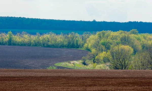 Alan sürülmüş, ekilen hububat. Bahar günü sürülmüş alana. Siyah toprak sürülmüş alan. Mavi gökyüzünde sürülmüş alan