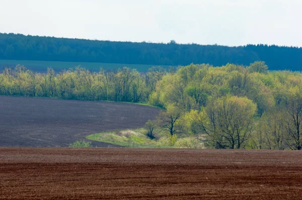 Alan sürülmüş, ekilen hububat. Bahar günü sürülmüş alana. Siyah toprak sürülmüş alan. Mavi gökyüzünde sürülmüş alan