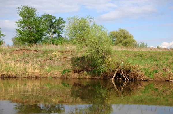 Våren River Träd Växer Vårsolen — Stockfoto