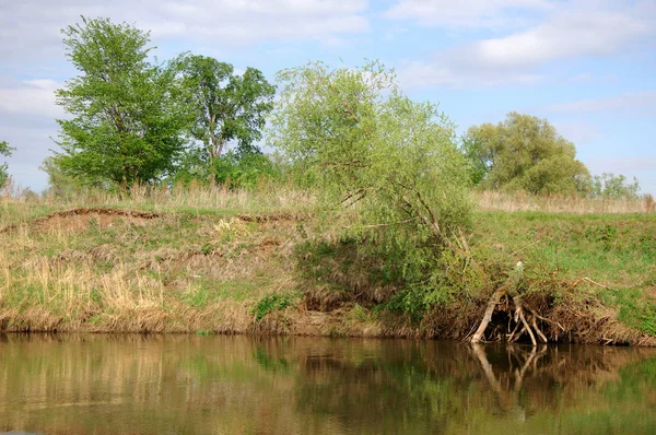 Rzeka Wiosna Drzewo Rośnie Jarym Słoneczku — Zdjęcie stockowe