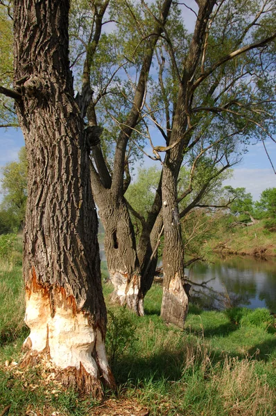 春の川 春の日差しの中で木が育つ — ストック写真