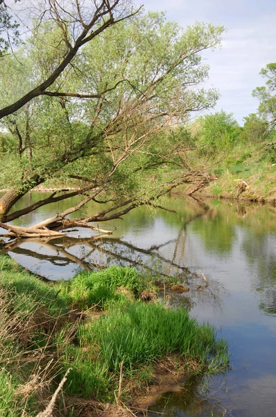 Spring River Árbol Crece Bajo Sol Primaveral — Foto de Stock