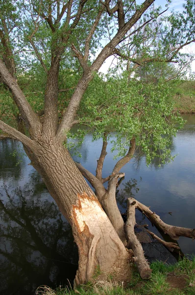 Bahar Nehri,, ağaç bahar güneş büyür..